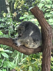 Koala Garden, Kuranda