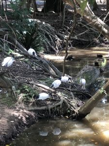 Australische weiße Ibise