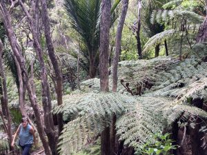 Farne auf dem Edmund Hillary Track