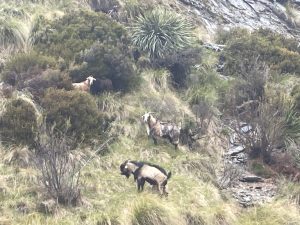 Heather Jock Hut Walk