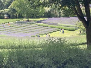 Wanaka Lavender Farm