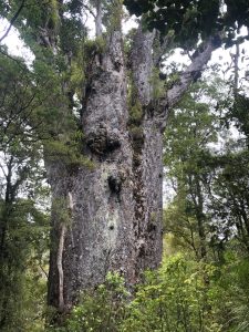 Waipoua Forest
