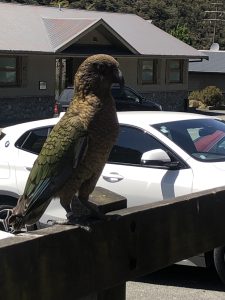 Kea