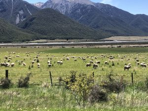 Auf dem Weg von der Westküste nach Christchurch