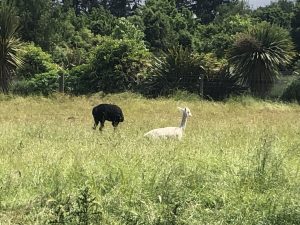 Wanaka Lavender Farm