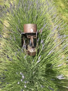 Wanaka Lavender Farm