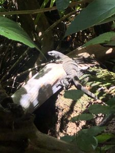 Eungella Nationalpark