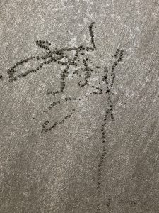 Am Strand im Cape Hillsborough Nationalpark