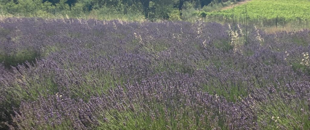 Lavendel