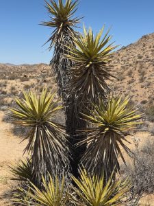 Joshua Tree