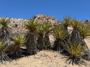 Joshua Tree