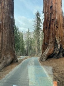 Sequoia National Park