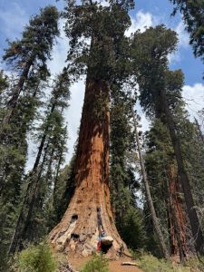 Sequoia National Park