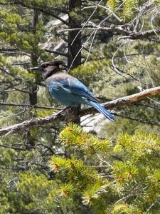 Yosemite National Park