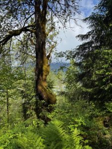 Mendenhall East Glacier Trail