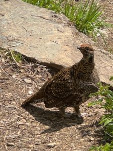 Ptarmigan (Schneehuhn)