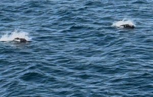 Orcas im Prince William Sound