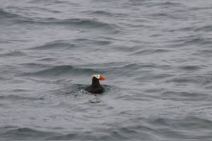 Papagaientaucher / Puffin