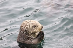 Seeotter
